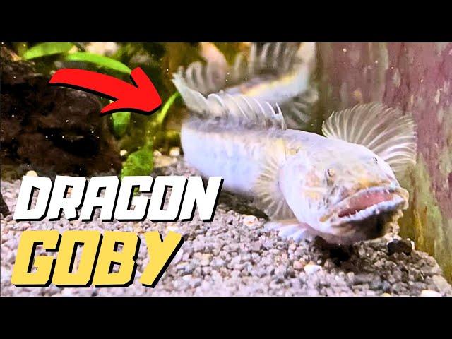 This Fish Looks Like A SEA MONSTER | Dragon Goby Species Spotlight