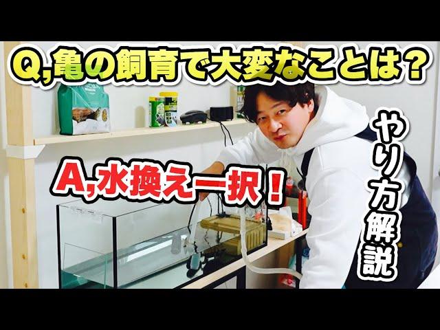 【亀飼育】浄水器、電動ポンプなし！手動での水換え方法を一から解説します！【ニホンイシガメ】