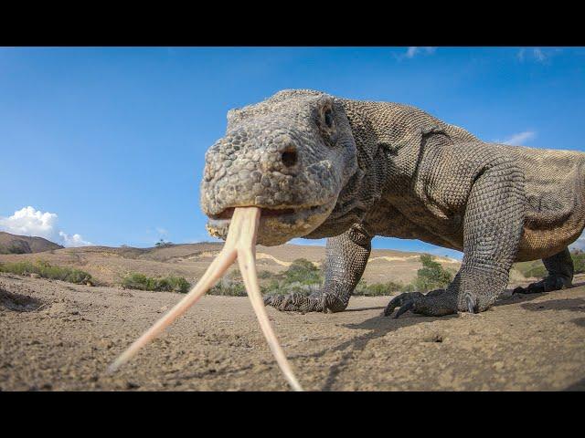 Robot Spy Pig Meets Komodo Dragons - It Doesn't End Well!