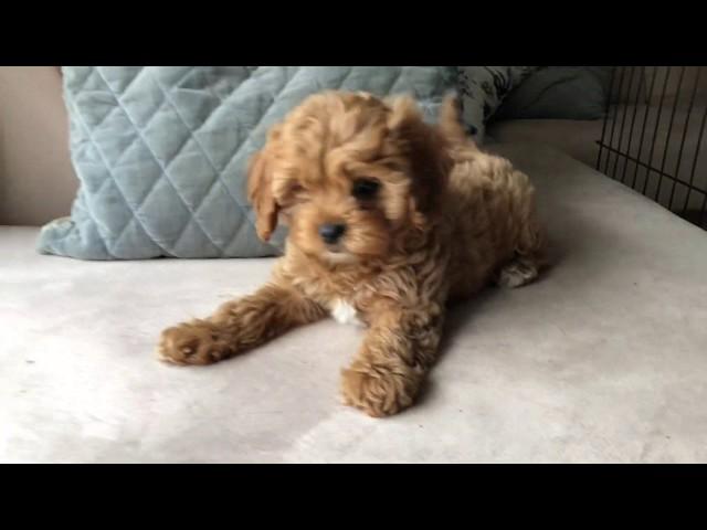 Elle - Toy Cavoodle - 9 weeks old