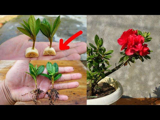 How to grow Azaleas from cuttings simple and effective with updates