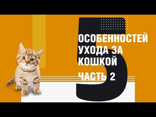 5 особенностей ухода за кошкой. Часть 2