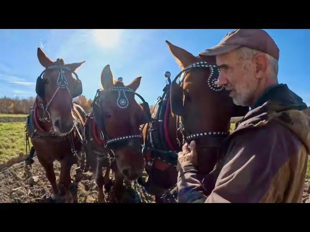 DRAFT HORSES: Three Suffolk Punch Brothers Working Together!! #703