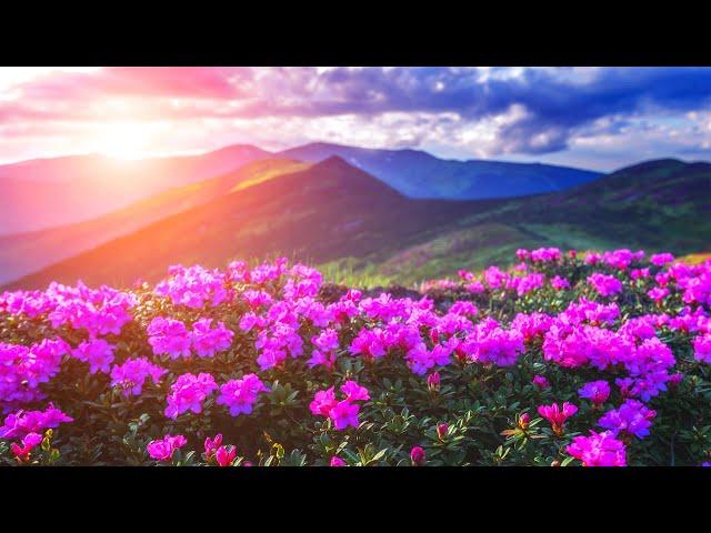 The Most Beautiful Flowers Collection for Relaxation - Soothing Music to Relieve Stress