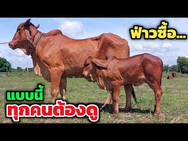 สุดจัดปลัดบอกจริงๆ️ฟาร์มนี้มาแรงไม่แพ้ใคร วัวงามไซส์ใหญ่ที่ทุกคนต้องดู เมื่อก่อนไม่ได้ราคานี้แน่ๆ