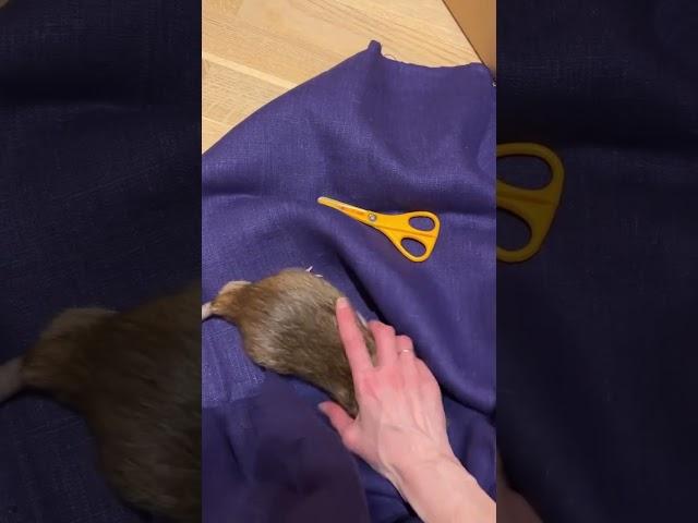 Помощник Лев. #крысы #rat