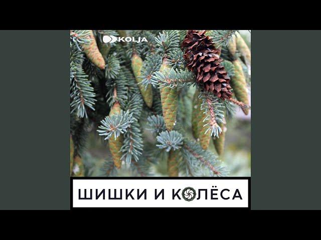 Шишки и колёса