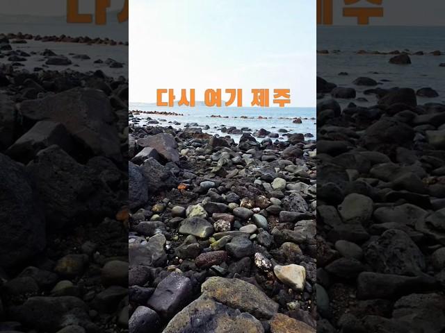 제주 바다의 보물, 파도 소리가 들리는 듯한 그 맛! 물때를 기다려 제주 바다가 내어준 싱싱한 조개들 #항도식당 어머님 손길로 반죽한 쫄깃한 수제비:)