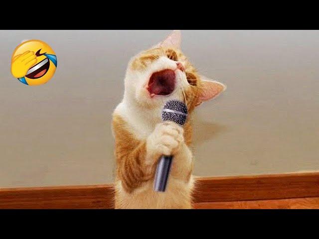 Funniest Animals 2023  New Funny Cats and Dogs Videos  Part 6