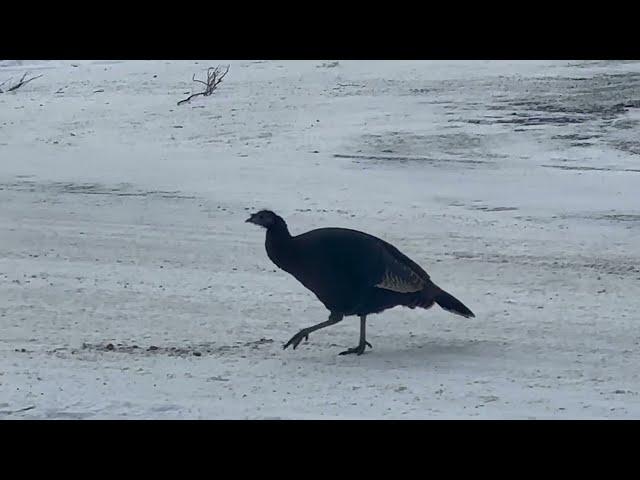 មាន់ព្រៃវង្វែង។ Spruce Grouse got lost ️