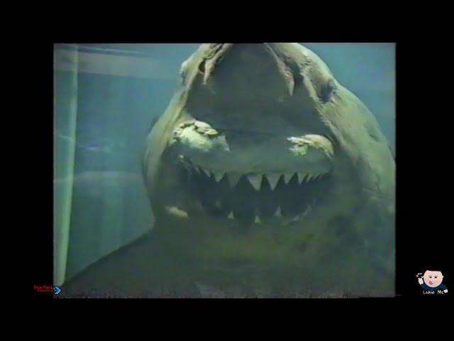 Rosie the Shark - Home video from 2000