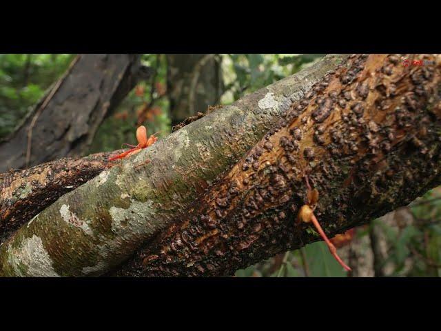 Explore the Living Root Bridge in Mawlynnong, Meghalaya | India’s Marvel of Natural Architecture.