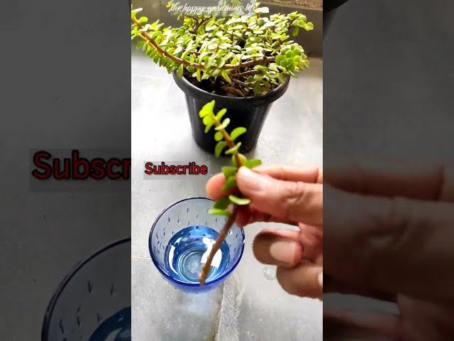 Jade plant Propagation in water | With 20 days result#ytshorts #shorts #viral#viralvideo