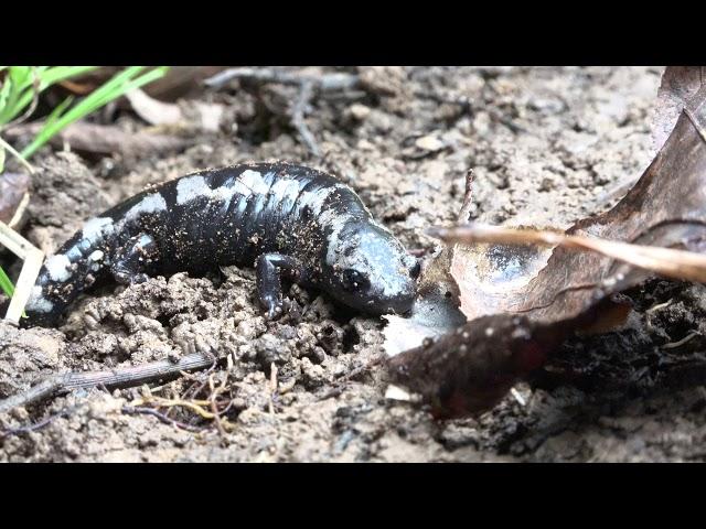 The Marbled Salamander: Unsung Heroes of the Forest Floor!!!