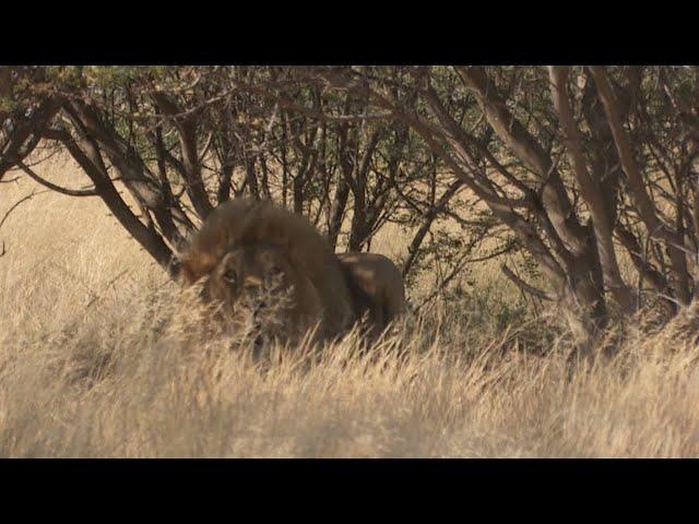 Lion Hunt Africa Dangerous encounter