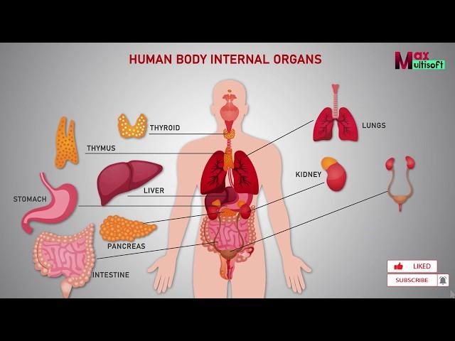 Human Body Internal Organs | Human Anatomy Animation 2024