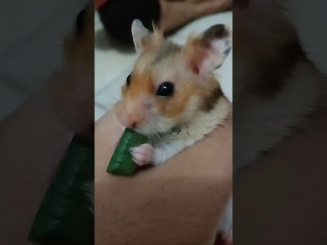 Hamster lucu makan