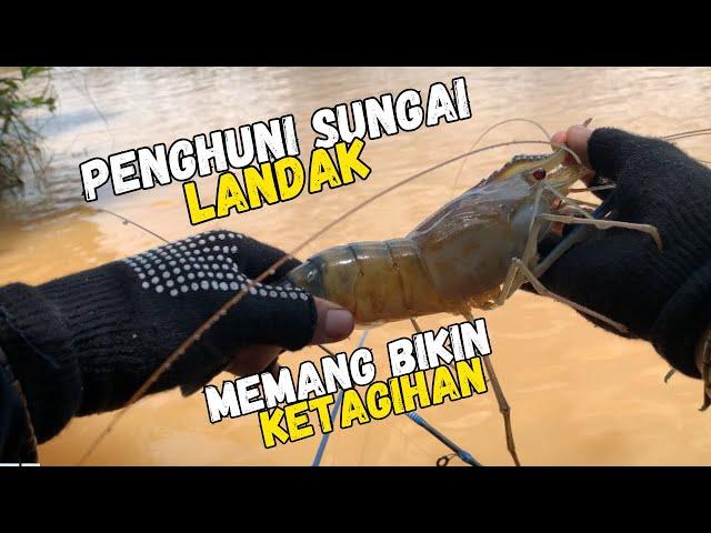 SEKIAN LAMA AKHIRNYA MERASAKAN TARIKAN UDANG SUPER BABON.. #udanggalah #fishing #mancing