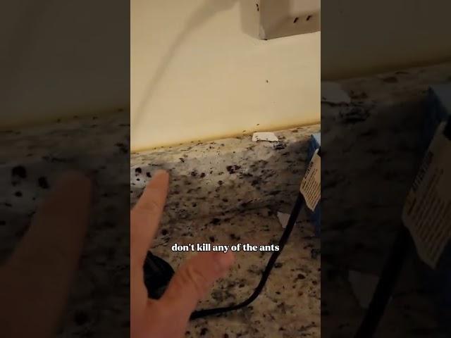 How to KILL ants and their colony #shorts #handyman