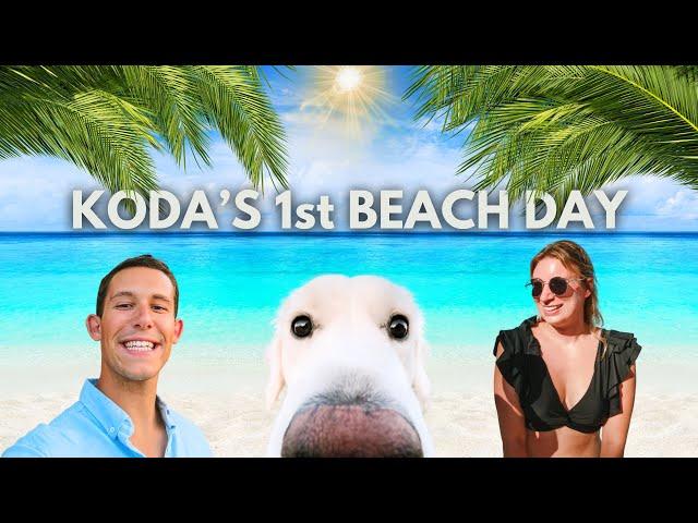 Day In The Life Of A Golden Retriever Puppy | Florida Beach Vlog