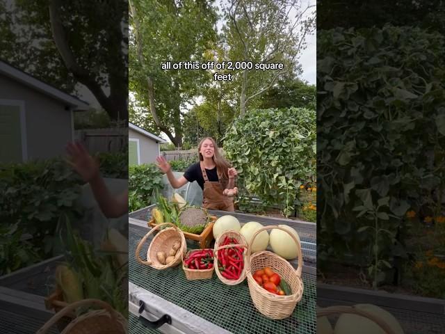 Harvest With Me! Abundance On 2000 Square Feet! #backyardhomestead #growyourownfood #backyardgarden