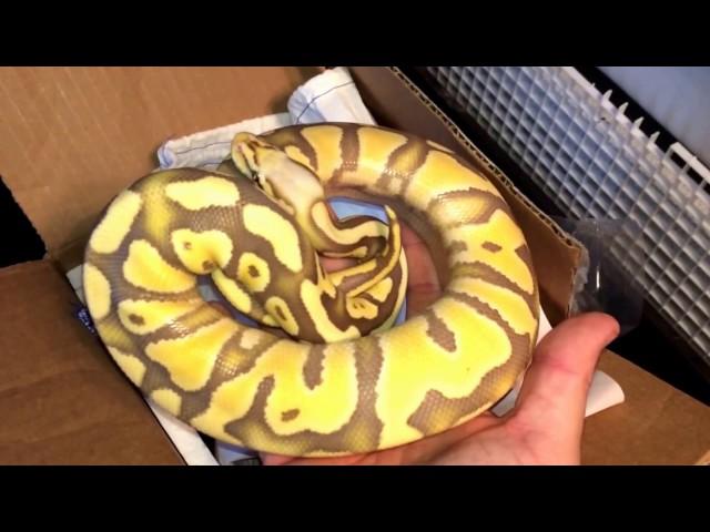 Ball Python Unboxing:  Desert Ghost Project