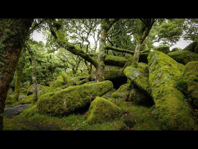 Wistman's Wood, Dartmoor: Grove of the Druids.