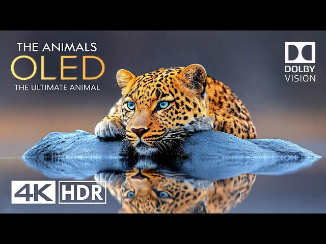 Animals of Planet Earth 4K HDR 60fps - Scenic Wild Animals in 4K Video