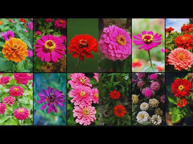 ZINNIA PLANT VARIETIES - Plants Weekly