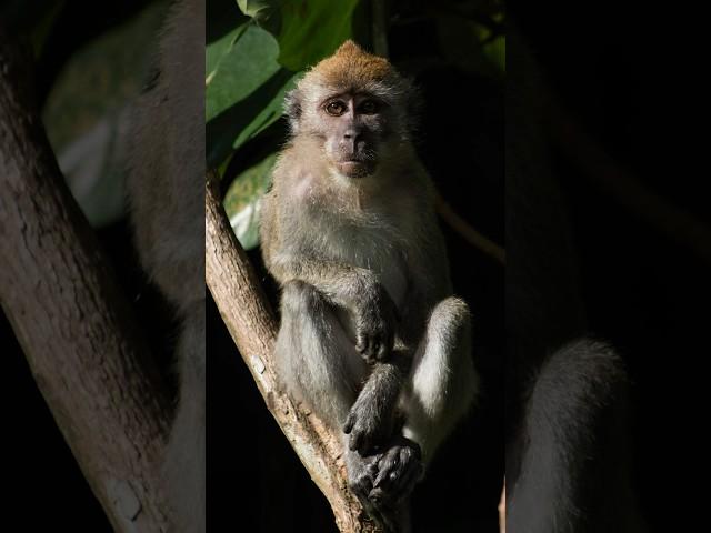 My Wildlife Photos Day 14: Meditation Macaque