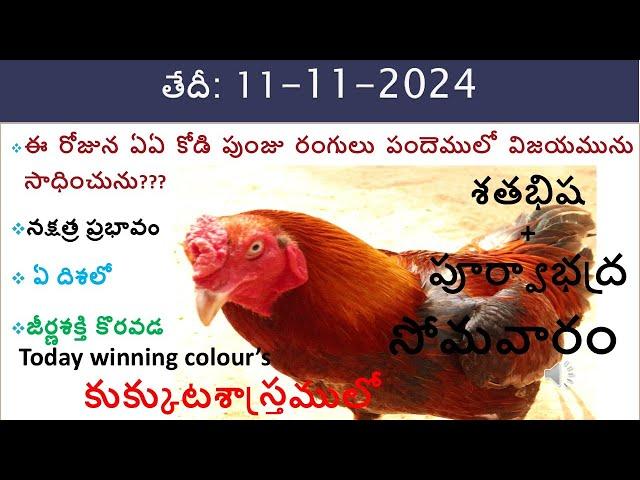 11 Nov 24 Today winning colours / Today winning colours/ vision of kukkuta sastram in colours update