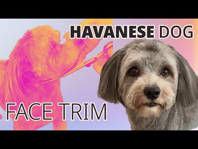 Easy Face Grooming | Havanese Dog