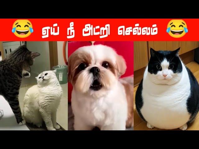 களத்துல இறங்கு டா கைப்புள்ள... #viral #trending #comedy #funnyanimalvideos