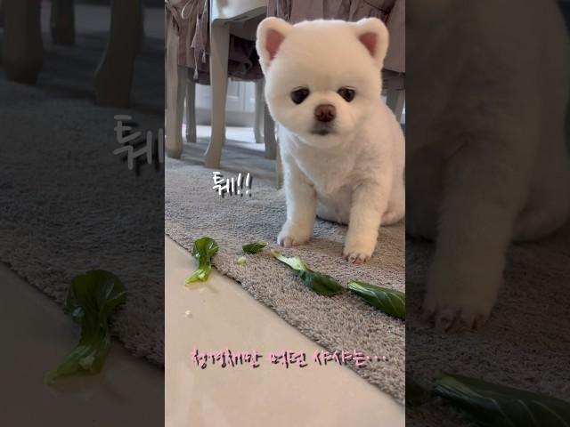 다이어트 하던 강아지 결국… #샤샤의하루 #포메라니안