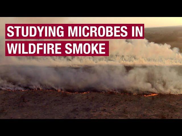 NIC Summer of Science: Pyroaerobiology - studying the survival rates of microbes in wildfire smoke