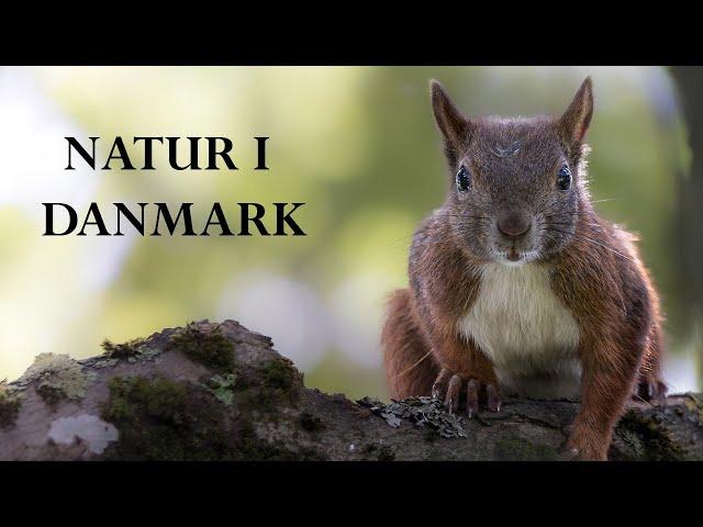 NATUR I DANMARK️ [WILDLIFE,NATURE,LANDSCAPE,RELAX,4k,HD,2023]