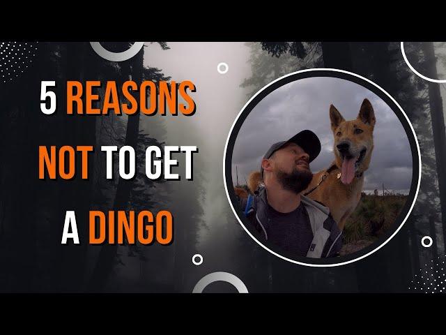 5 Reasons not to get a dingo