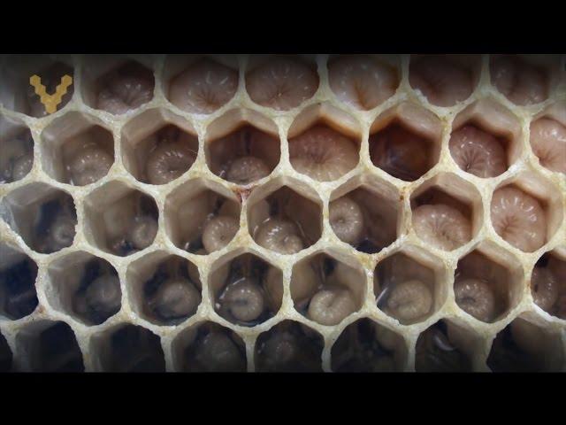 Обучающее видео по пчеловодству