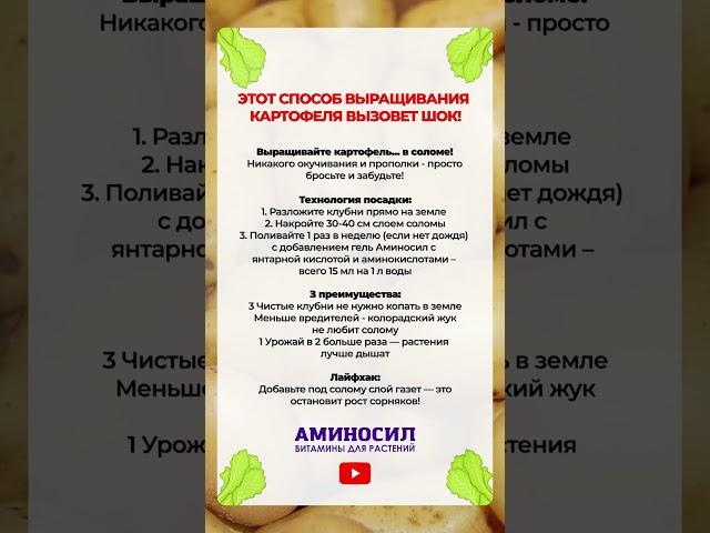 ЛУЧШИЙ способ для выращивания КАРТОФЕЛЯ! #сад #картофель #огород