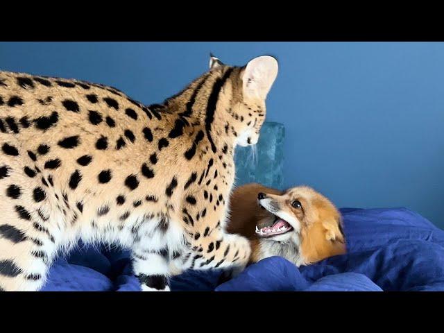 SERVAL AND FOX - THE PERFECT COUPLE