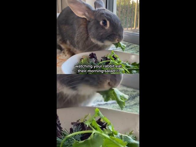 salad IS a breakfast food @OakleyandWillow #bunnies #rabbit #breakfast #salad