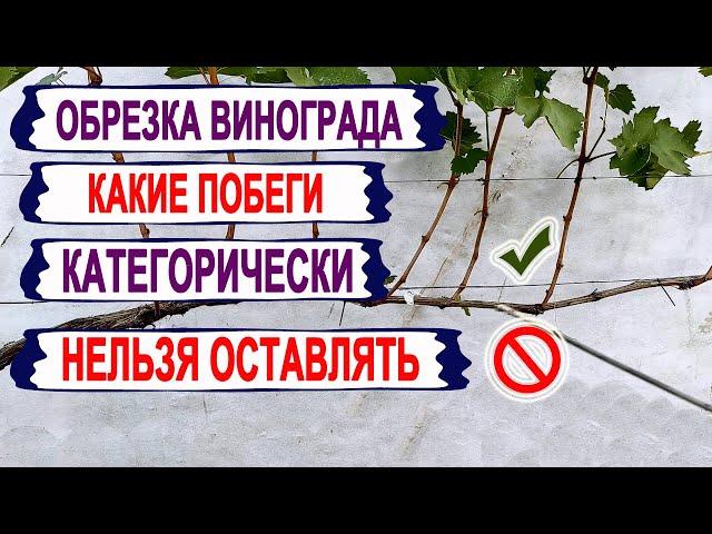  Обрезка винограда! Эти ПОБЕГИ ДАЖЕ НЕ ДУМАЙТЕ ОСТАВЛЯТЬ  для УРОЖАЯ БУДУЩЕГО года. И вот почему!