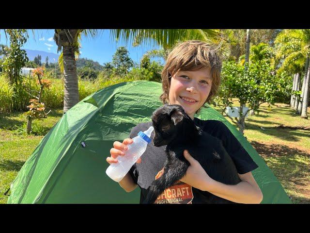 Camping in my Backyard for 3 Days with Baby Goat!