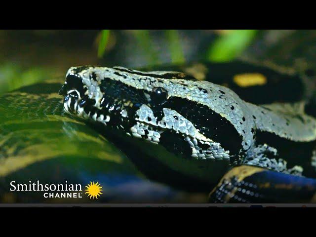 What Are a Boa Constrictor's Favorite Prey?  | Smithsonian