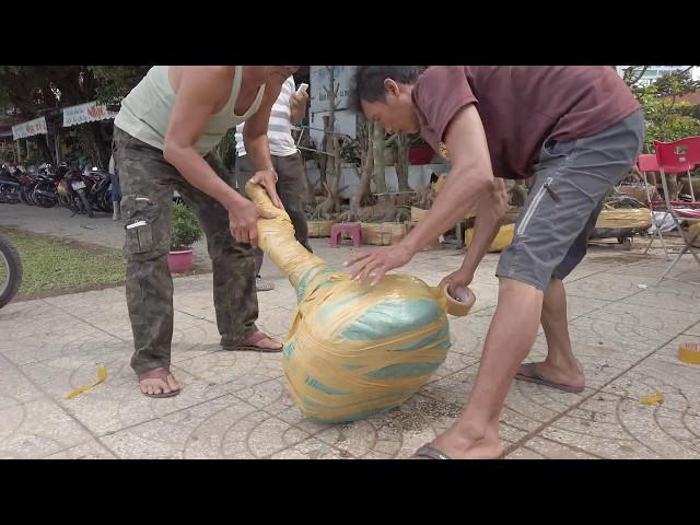 bonsai can tho | CÁCH ĐÓNG GÓI PHÔI MAI VÀNG CHO KHÁCH | Can Tho vietnam