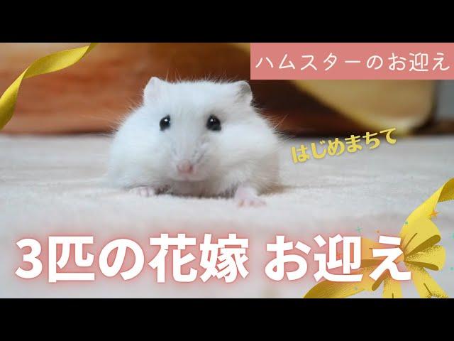 【ハムスターのお迎え】3匹の花嫁？～ジャンガリアンハムスター