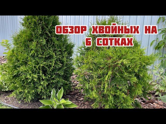 Сколько хвойных я разместила на небольшом участке! Подробный обзор!