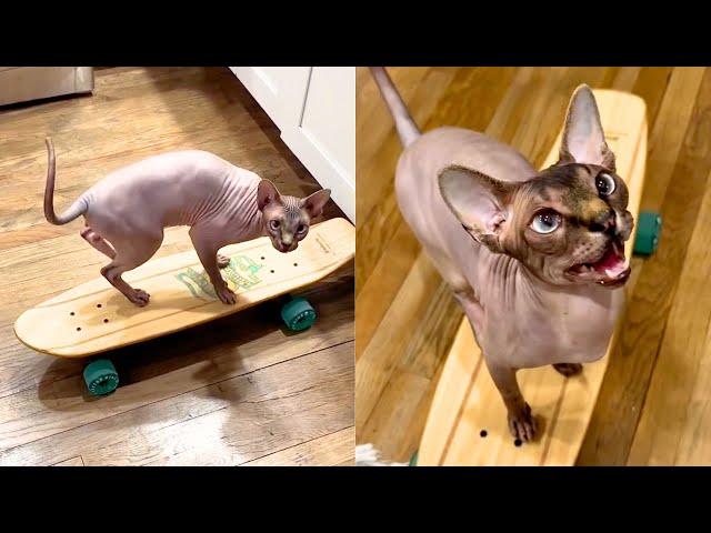 Cat Surprises Dad By Learning How To Skateboard 