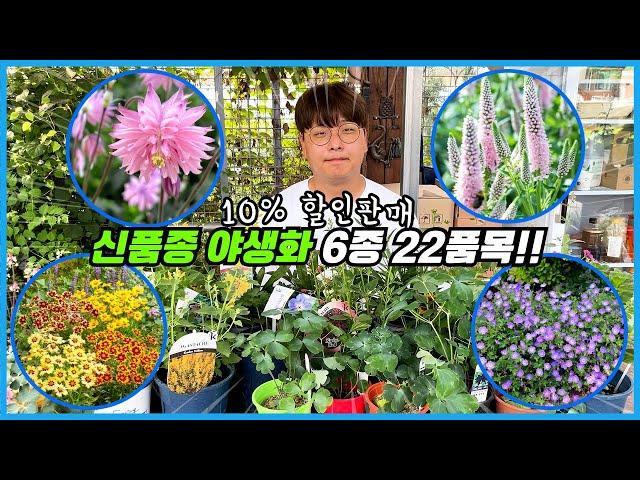 화분에서 키우기 좋은 예쁜 신품종 야생화 6종 22품목 할인판매 이벤트!!