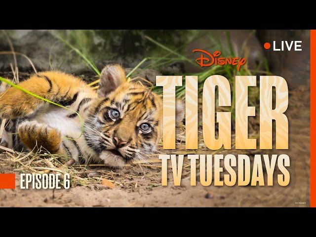 Tiger Tuesday Live! Watch Bakso & Mom’s Sixth Week at Disney’s Animal Kingdom